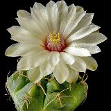 Gymnocalycium paraguayense LB106 JJ.Houdre-2.jpg